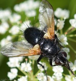 Jet-black Parasite Fly