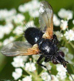 Jet-black Parasite Fly