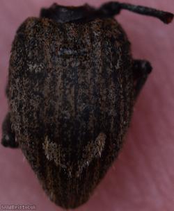 Graptus triguttatus