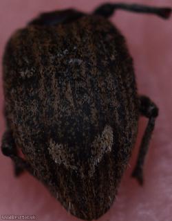 Graptus triguttatus