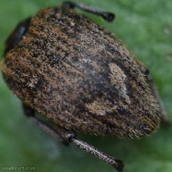 Graptus triguttatus