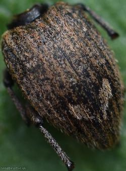image for Graptus triguttatus