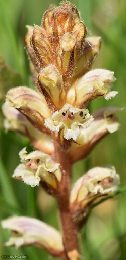 Common Broomrape