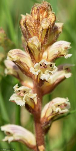 Common Broomrape