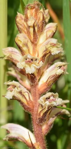 Common Broomrape