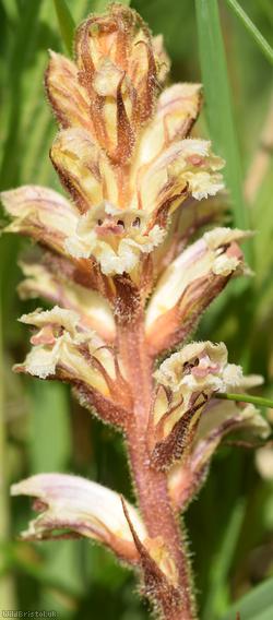 Common Broomrape