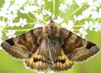 Burnet Companion