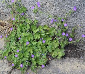 image for Hedgerow Crane's-bill