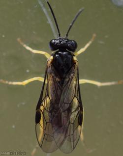 Crowned Fern-sawfly