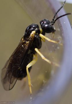 Crowned Fern-sawfly