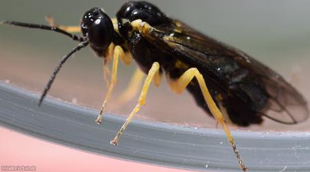 Crowned Fern-sawfly