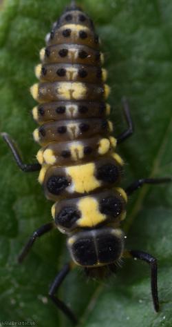 14 Spot Ladybird