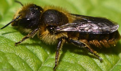 Orange-vented Mason Bee