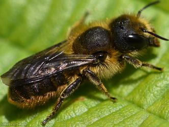 Orange-vented Mason Bee