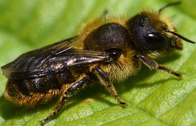 Orange-vented Mason Bee