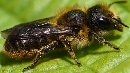 image for Orange-vented Mason Bee