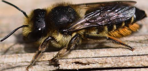 image for Patchwork Leafcutter Bee