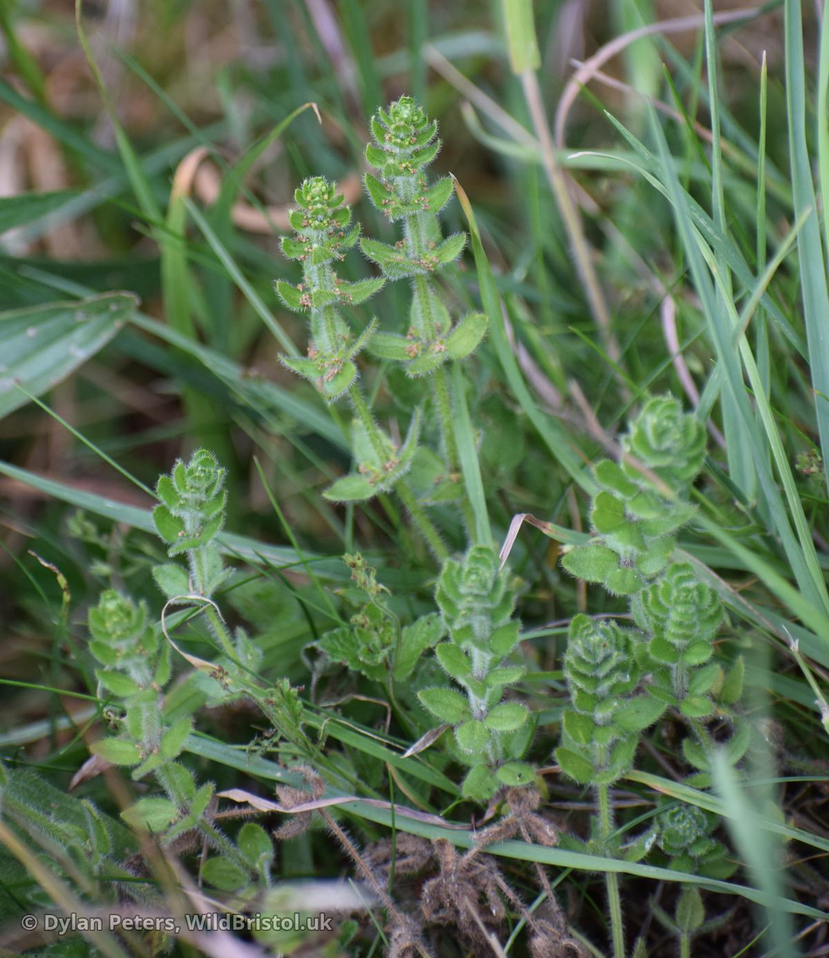 Crosswort (Cruciata laevipes)
