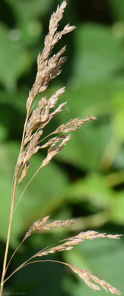 Wood Meadow-grass