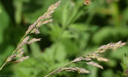Wood Meadow-grass