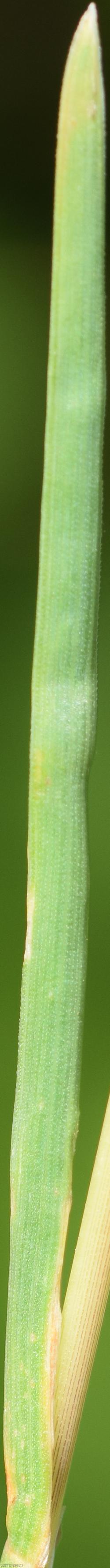 Wood Meadow-grass