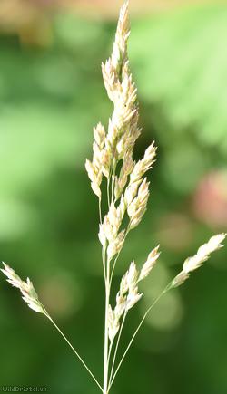 Wood Meadow-grass