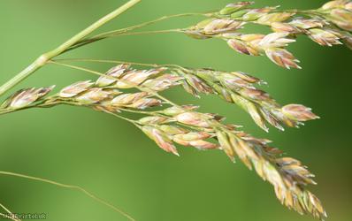 Wood Meadow-grass