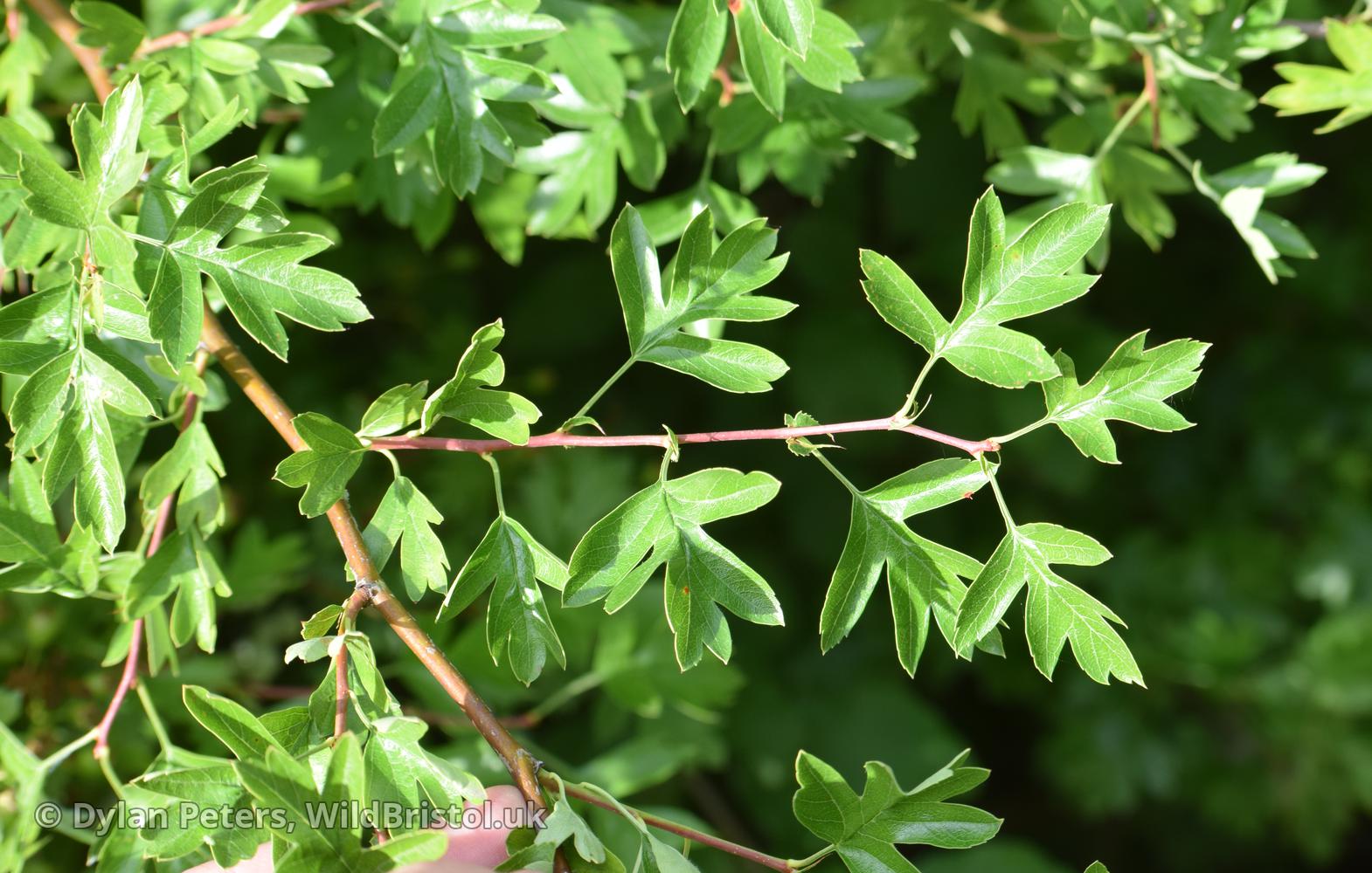 *Crataegus monogyna* type 2