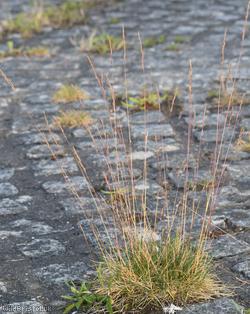 Chewing's Fescue