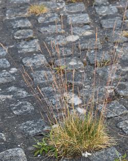Chewing's Fescue