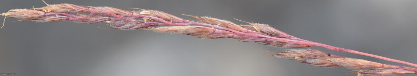 Chewing's Fescue