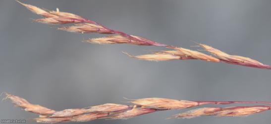 Chewing's Fescue