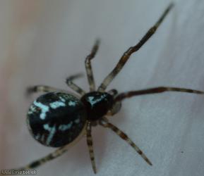 Parasteatoda lunata