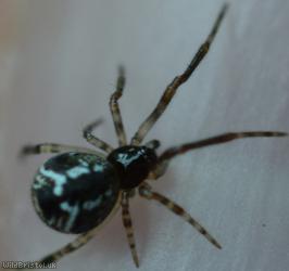 Parasteatoda lunata