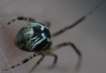 Parasteatoda lunata