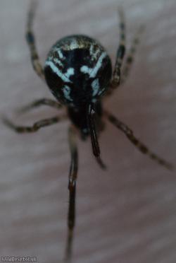 Parasteatoda lunata