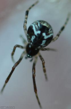 Parasteatoda lunata