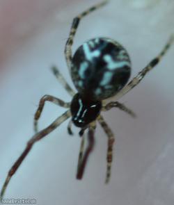 Parasteatoda lunata