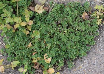 image for Hairy Bird's-foot Trefoil