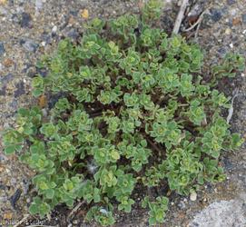 Hairy Bird's-foot Trefoil