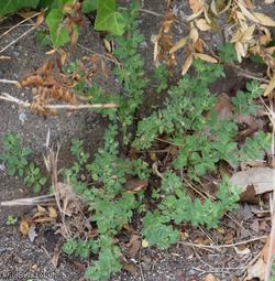 Hairy Bird's-foot Trefoil