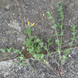 Hairy Bird's-foot Trefoil