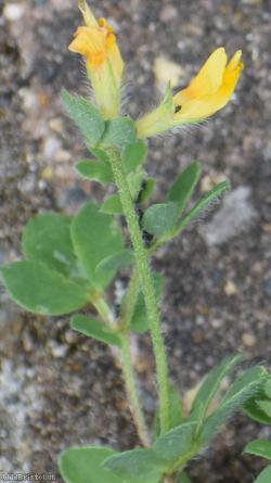 Hairy Bird's-foot Trefoil