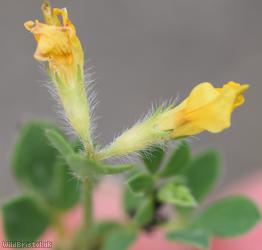 Hairy Bird's-foot Trefoil