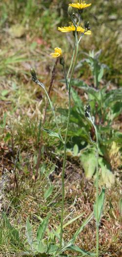 Dark-leaved Hawkweed