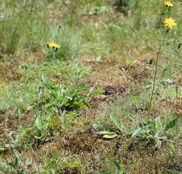 Dark-leaved Hawkweed