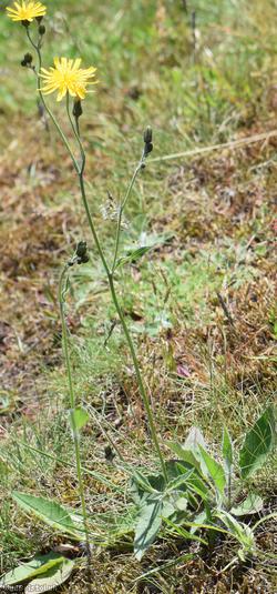 Dark-leaved Hawkweed