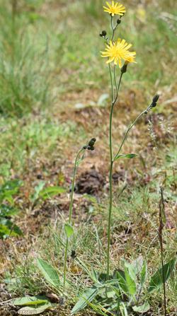 Dark-leaved Hawkweed