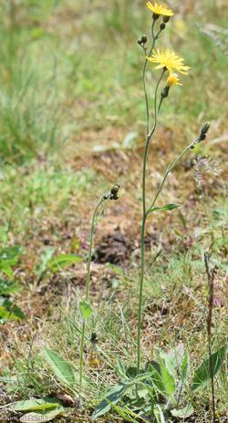 Dark-leaved Hawkweed
