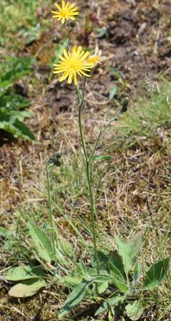 Dark-leaved Hawkweed